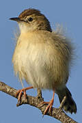 Zitting Cisticola