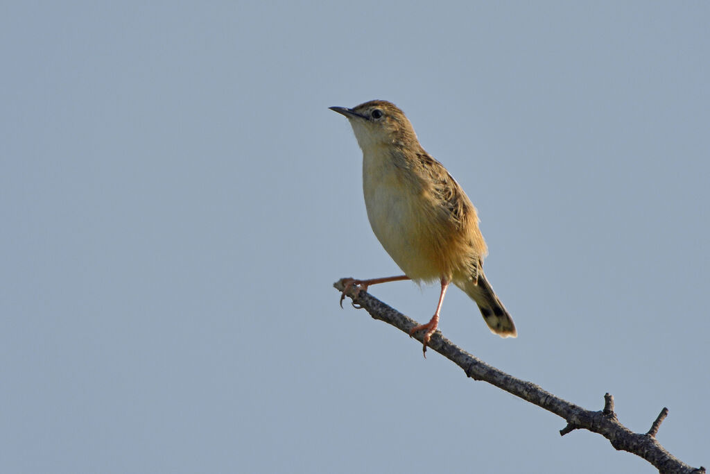 Zitting Cisticola, identification