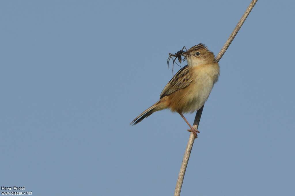 Zitting Cisticolaadult, feeding habits