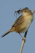 Zitting Cisticola