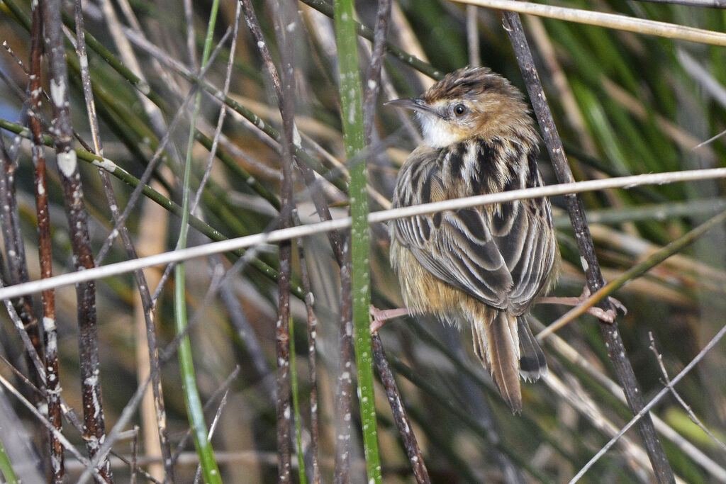 Zitting Cisticolaadult, identification