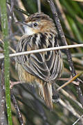 Zitting Cisticola