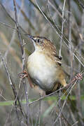 Zitting Cisticola