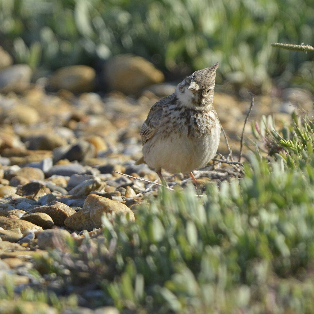 Cochevis huppé