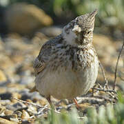 Crested Lark