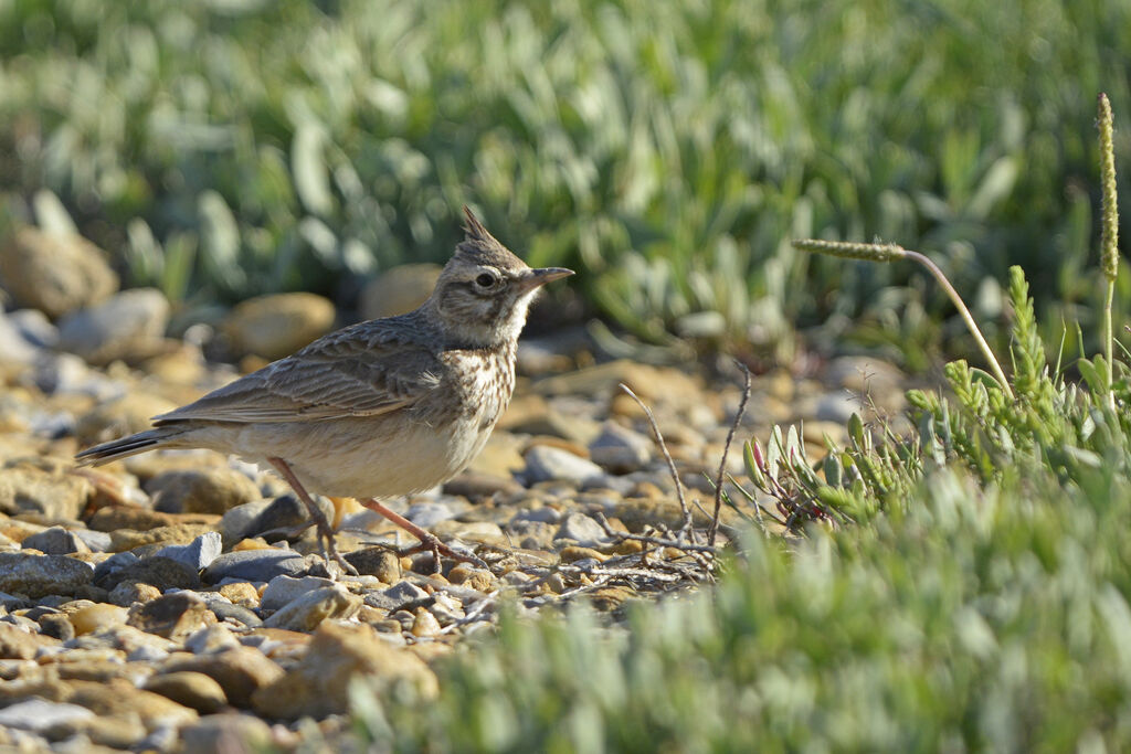 Crested Lark, identification