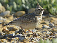 Crested Lark