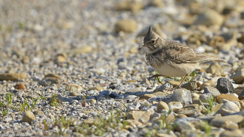 Cochevis huppéadulte, habitat