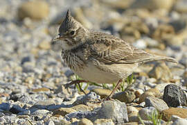 Crested Lark