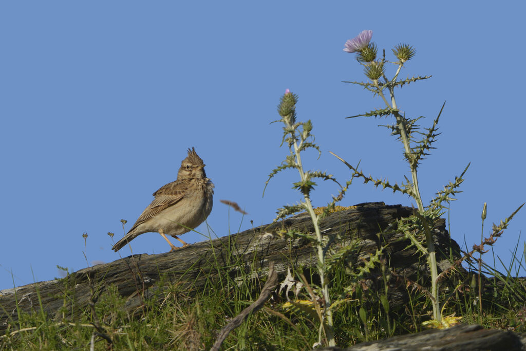 Crested Larkadult