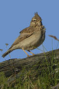 Crested Lark