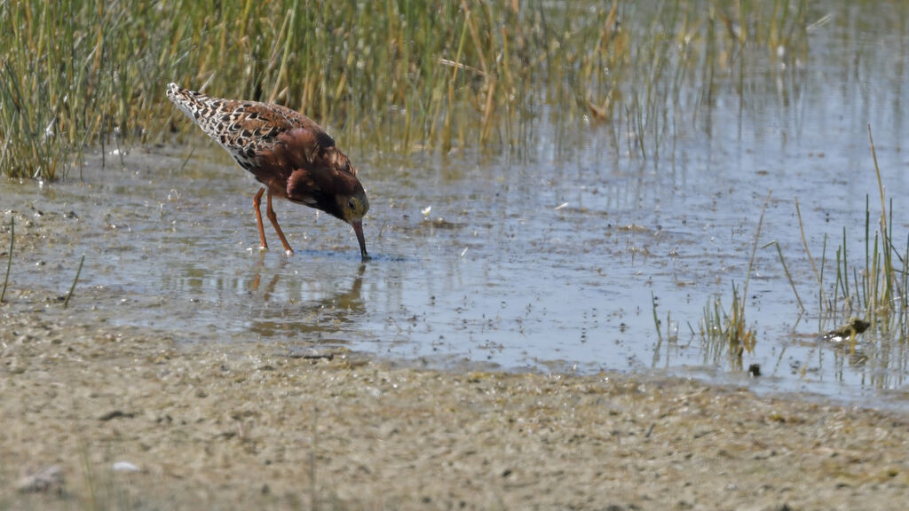 Combattant varié mâle adulte nuptial, identification