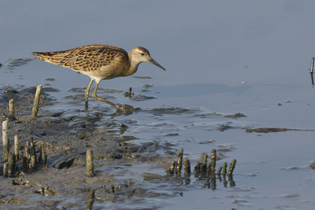 Combattant variéjuvénile, identification