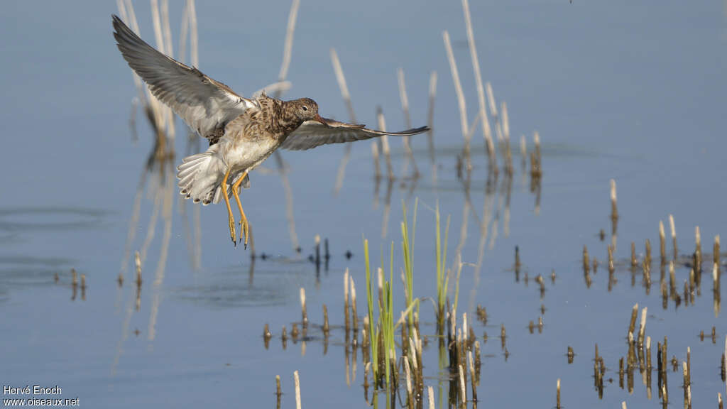 Ruffadult post breeding, Flight