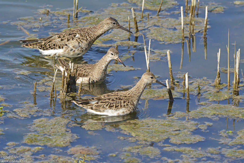 Combattant variéadulte internuptial, habitat, pêche/chasse, Comportement