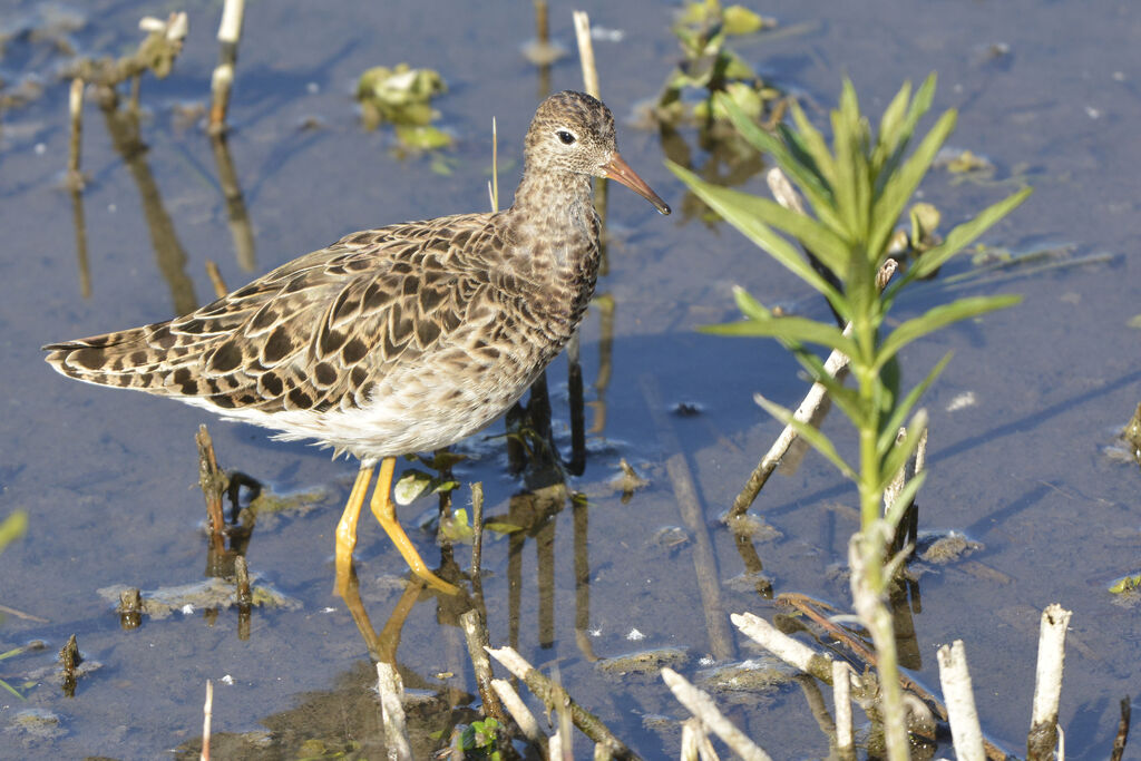 Ruff male adult, identification