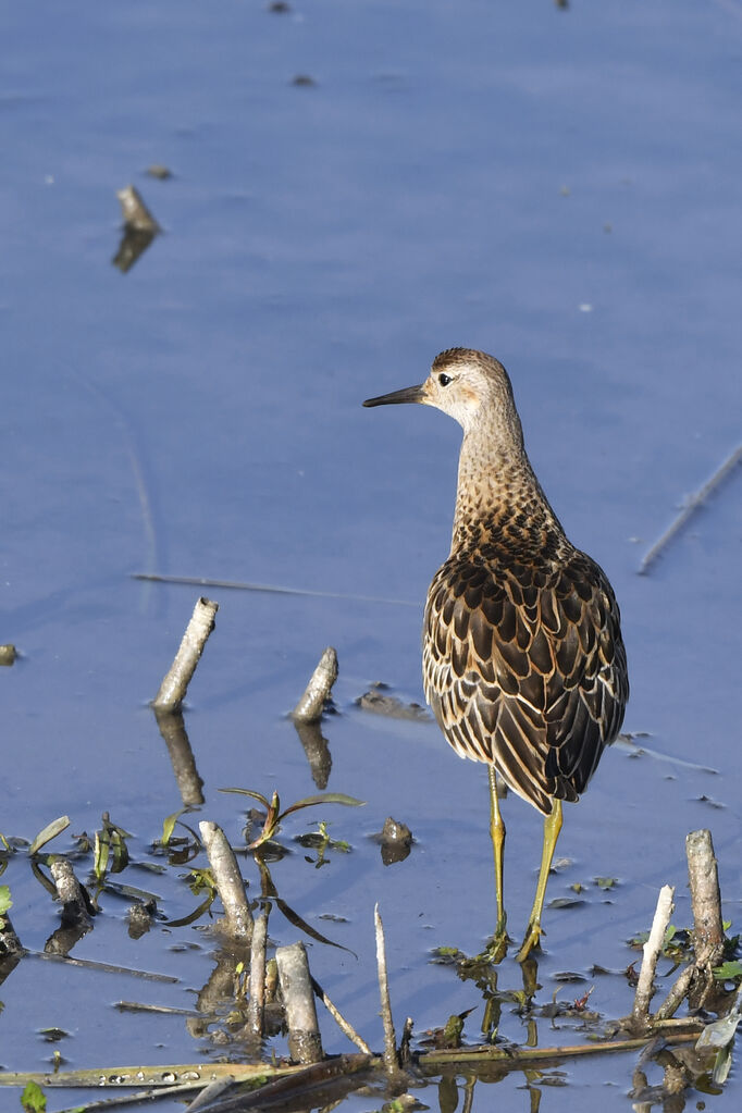 Ruffjuvenile, identification