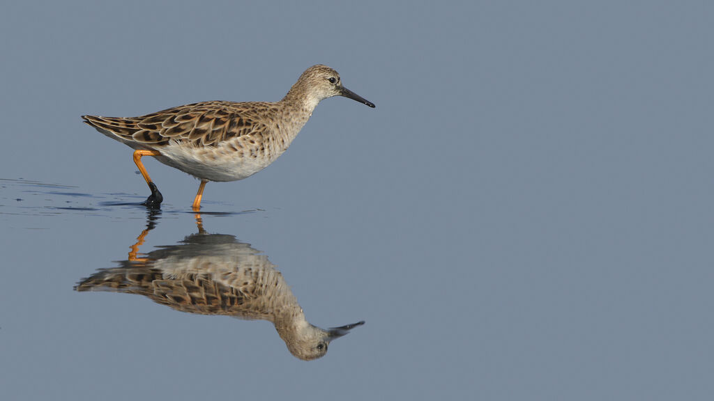 Ruff female adult, identification