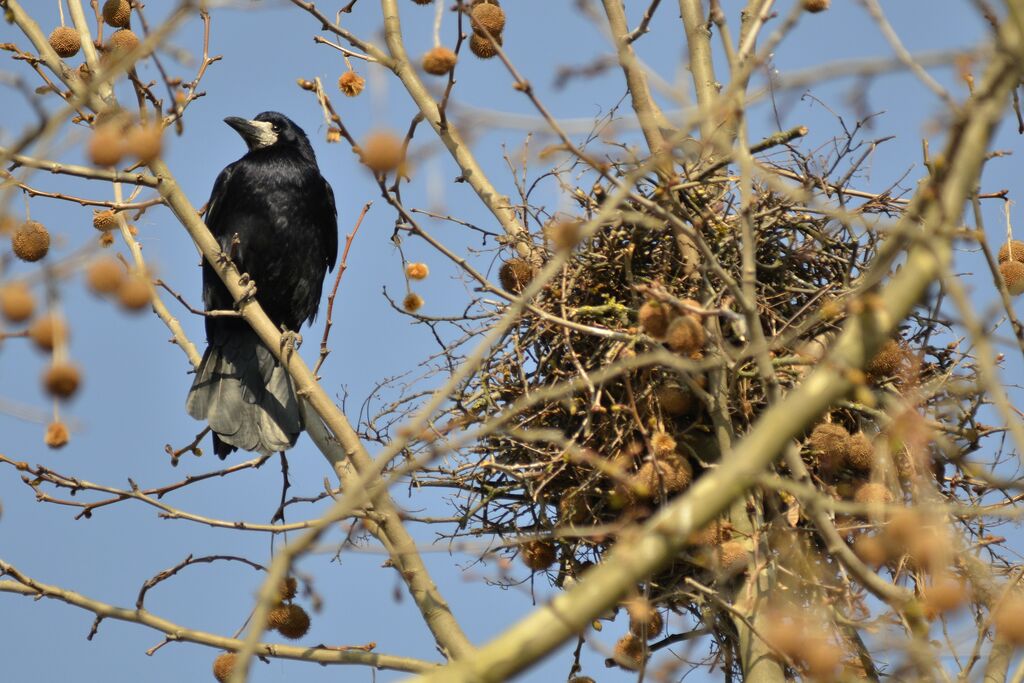 Corbeau freux, Nidification