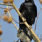 Corbeau freux