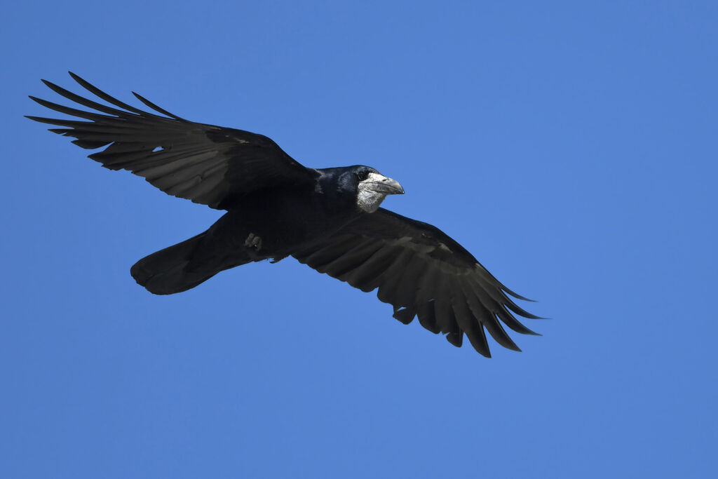 Corbeau freuxadulte, Vol