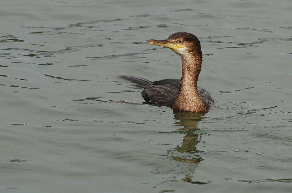 Cormoran huppé