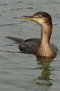 European Shag