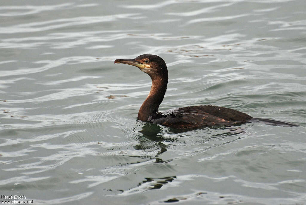 Cormoran huppéimmature, nage, pêche/chasse