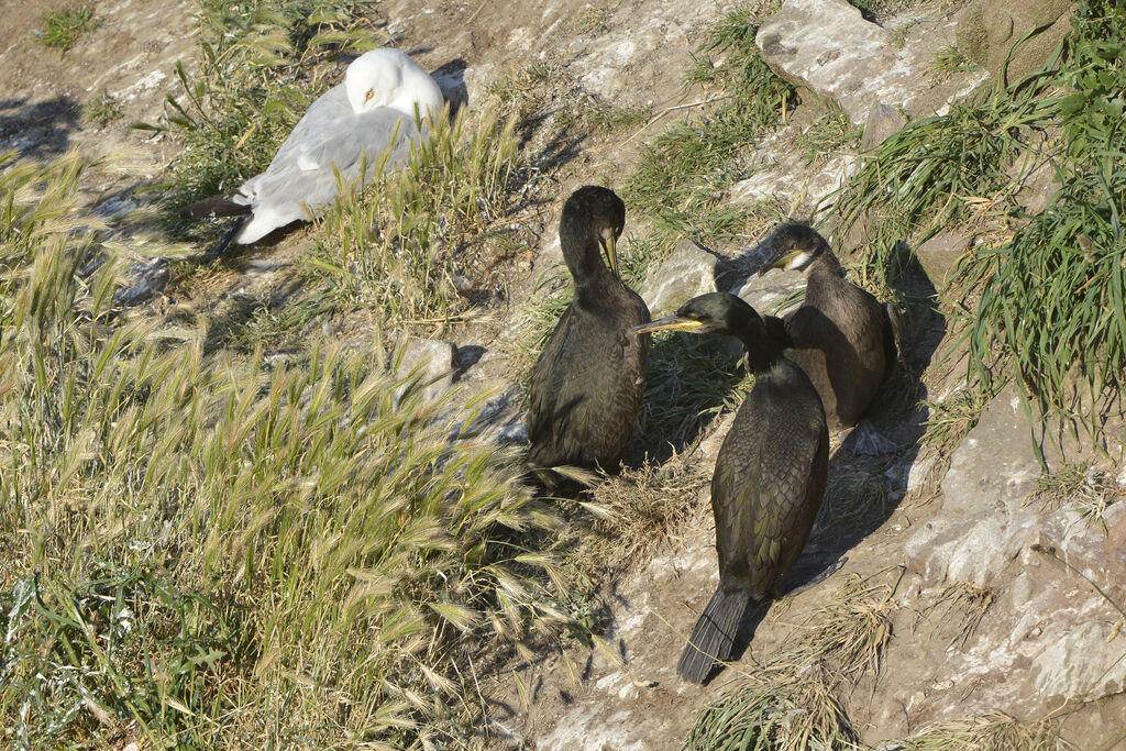 European Shag, identification