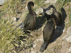 European Shag