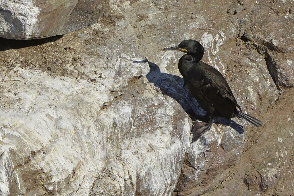 Cormoran huppéadulte, identification