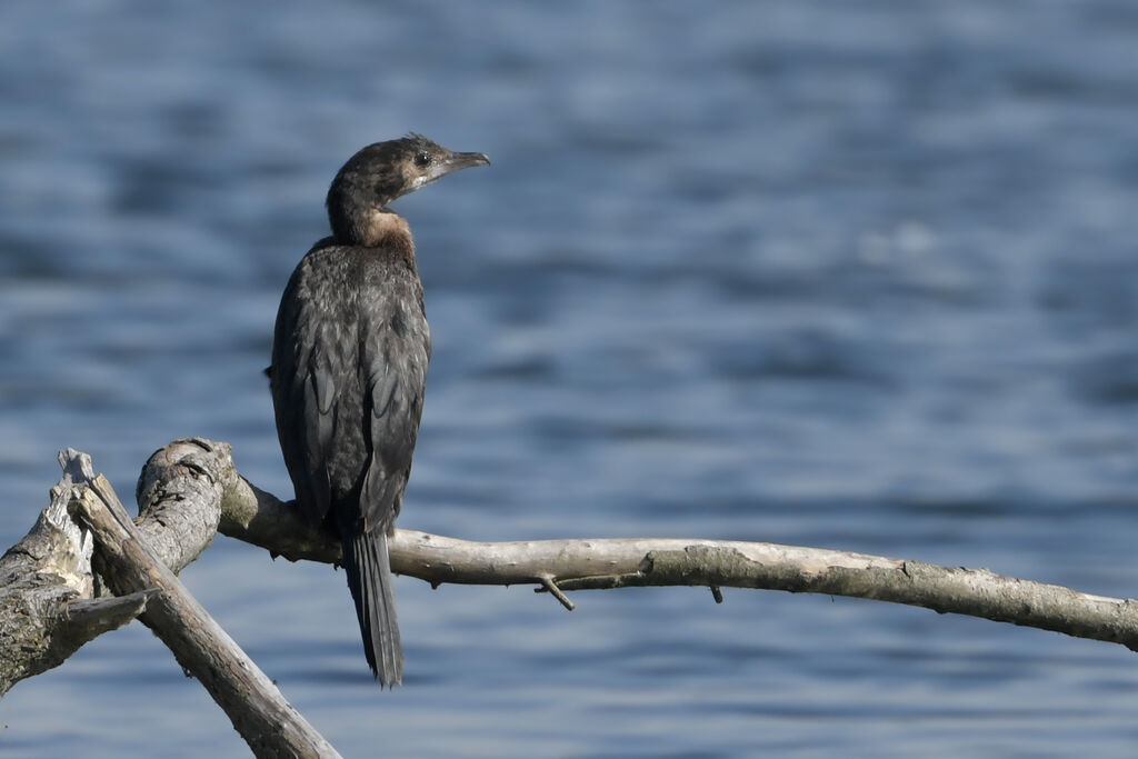 Cormoran pygmée1ère année, identification