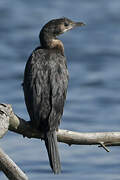 Pygmy Cormorant