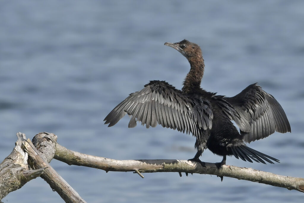 Pygmy CormorantFirst year, identification