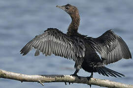 Pygmy Cormorant