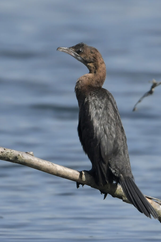 Pygmy CormorantFirst year, identification