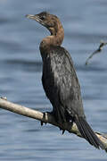 Pygmy Cormorant