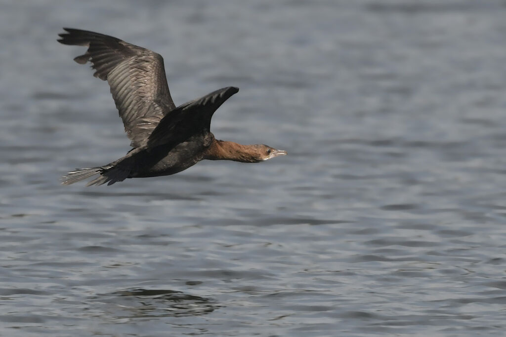 Cormoran pygmée1ère année, Vol