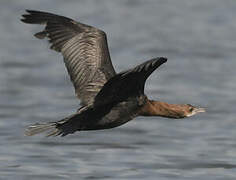 Pygmy Cormorant