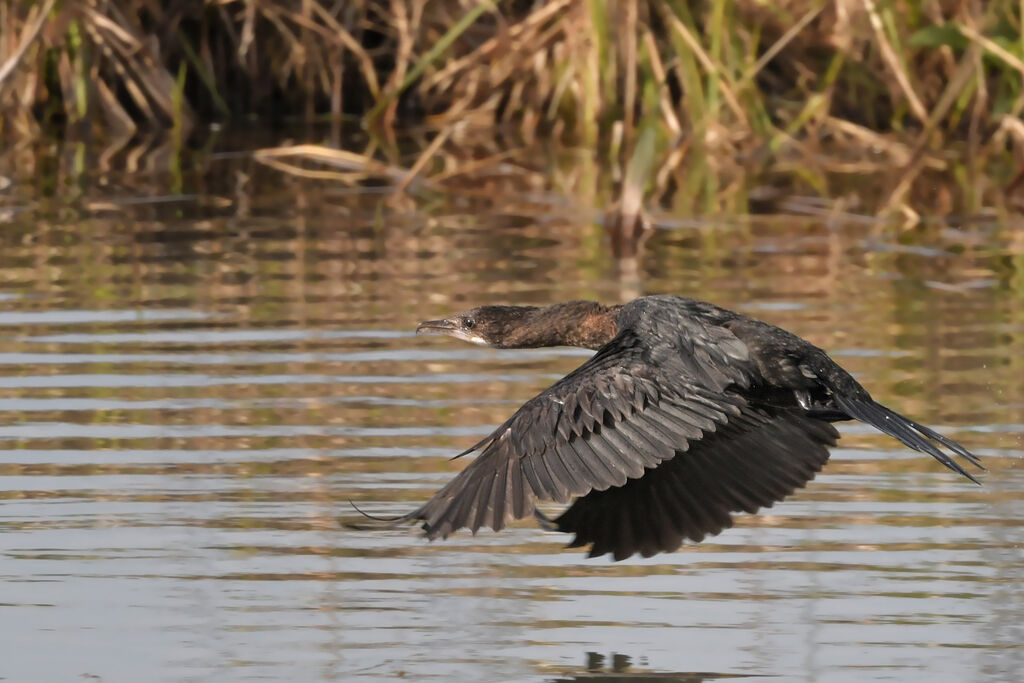 Pygmy CormorantFirst year, Flight