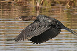 Pygmy Cormorant