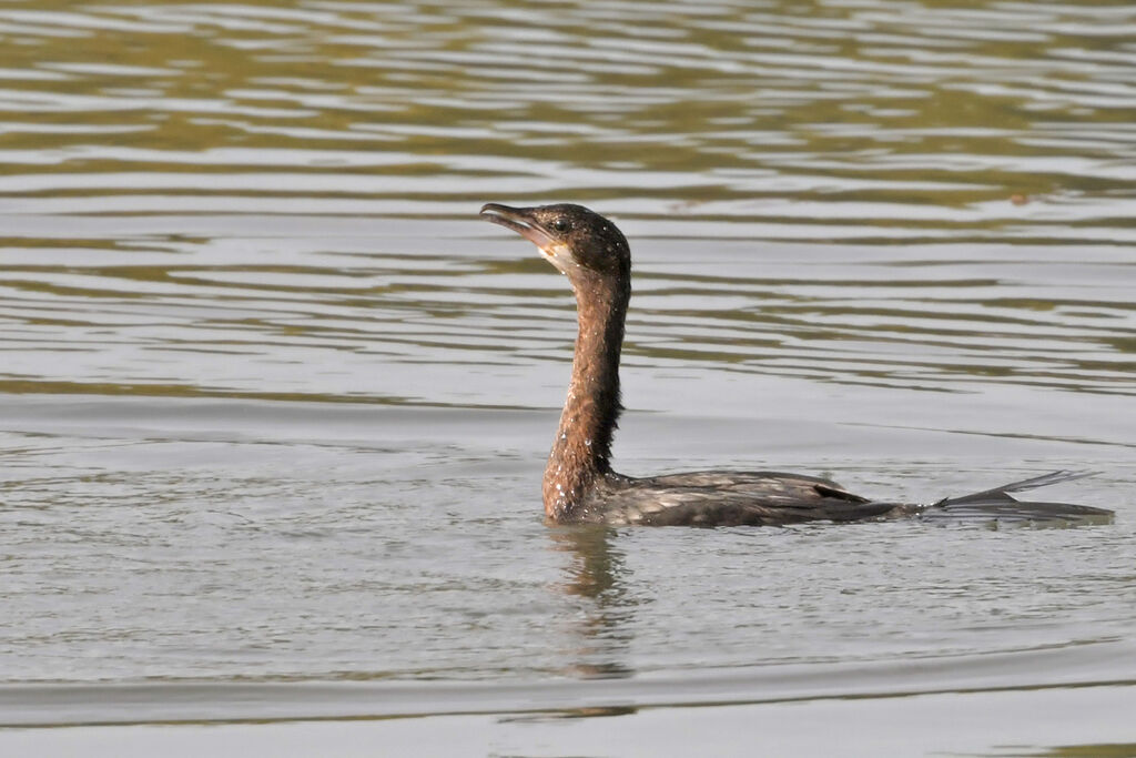 Pygmy CormorantFirst year, identification