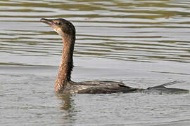 Pygmy Cormorant