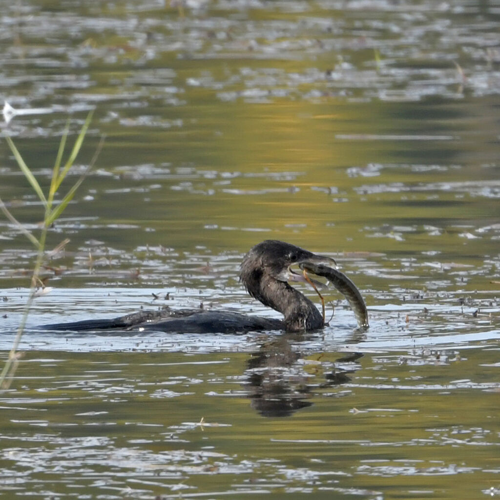 Cormoran pygmée1ère année, régime, pêche/chasse