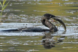 Pygmy Cormorant