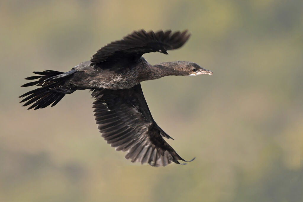 Cormoran pygmée1ère année, Vol