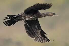 Pygmy Cormorant