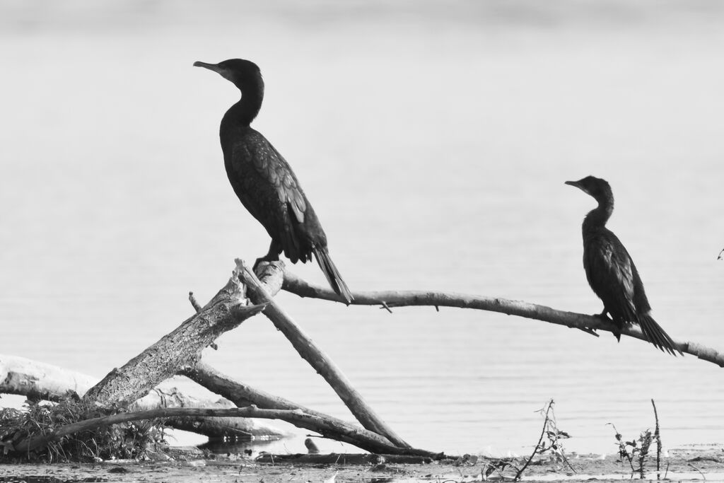 Pygmy CormorantFirst year, identification