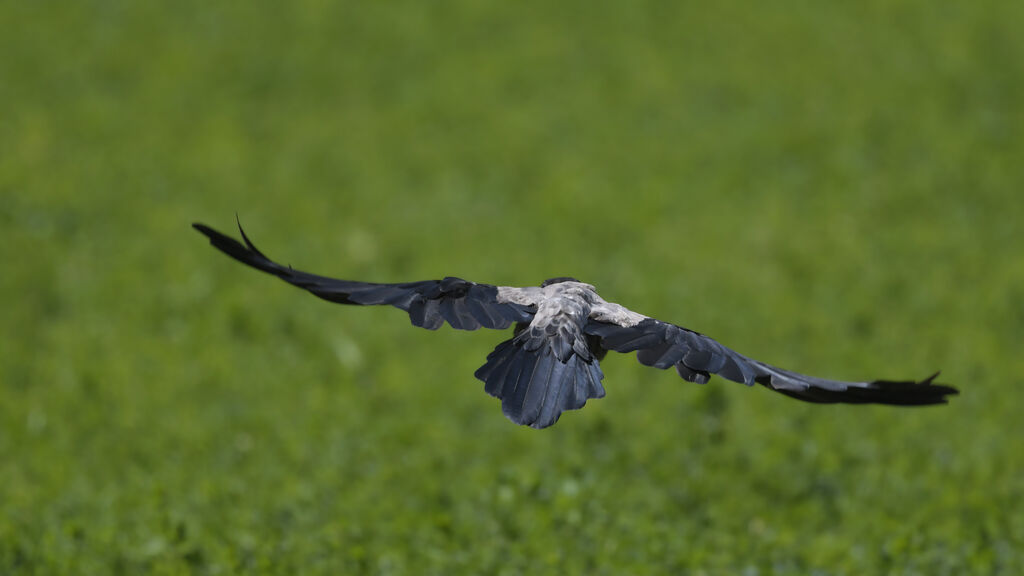 Hooded Crowadult, Flight