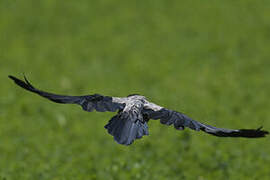 Hooded Crow